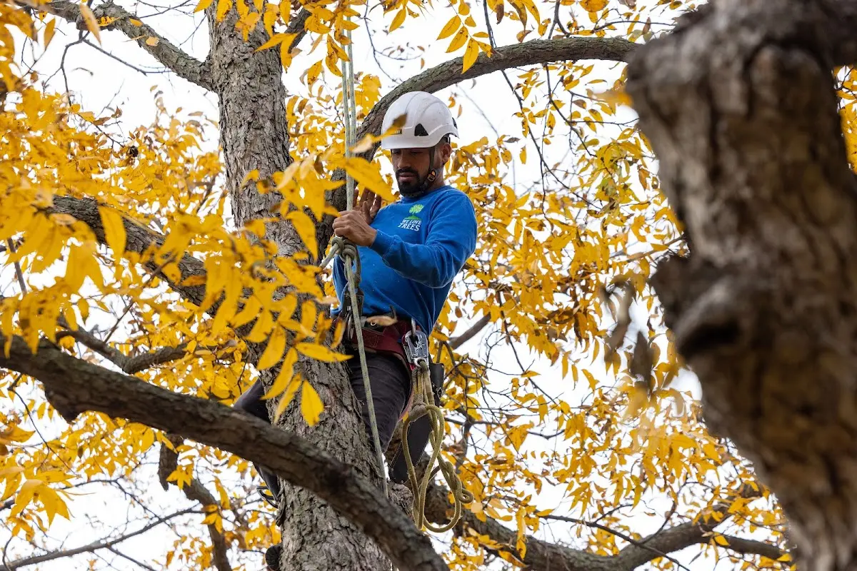 Skilled Tree Trimming crew working in Gem